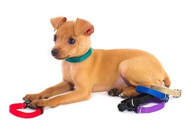 Ошейник «Капроновый» цветной 10мм «Мини» обхват 18-28см