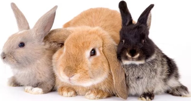 Кролик Декоративный
