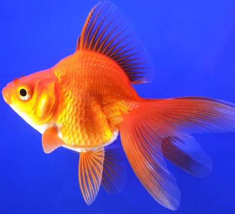 Риукин Красный (M)