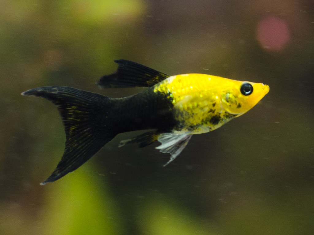 Моллинезия Ассорти