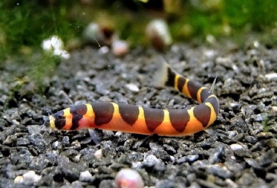 Акантофтальмус (вьюн тропический)