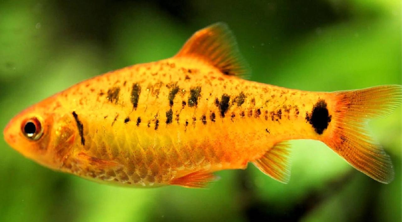 Барбус Шуберта