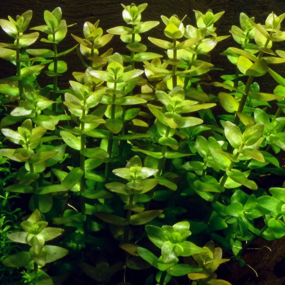 Бакопа 1 стебель