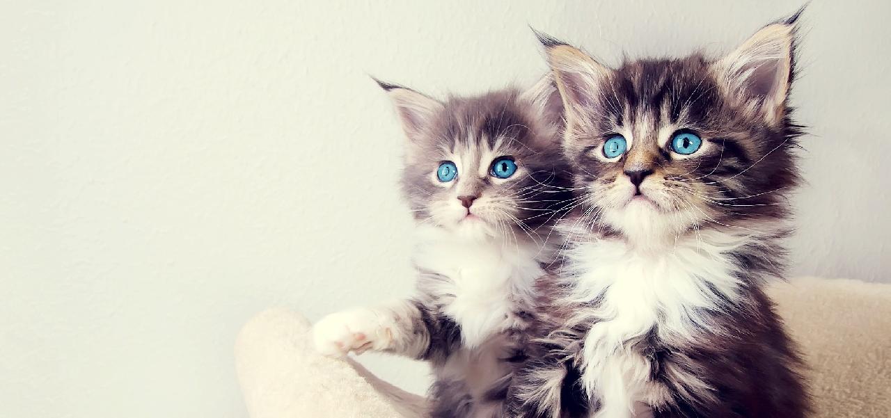 Коврик под миски Котята