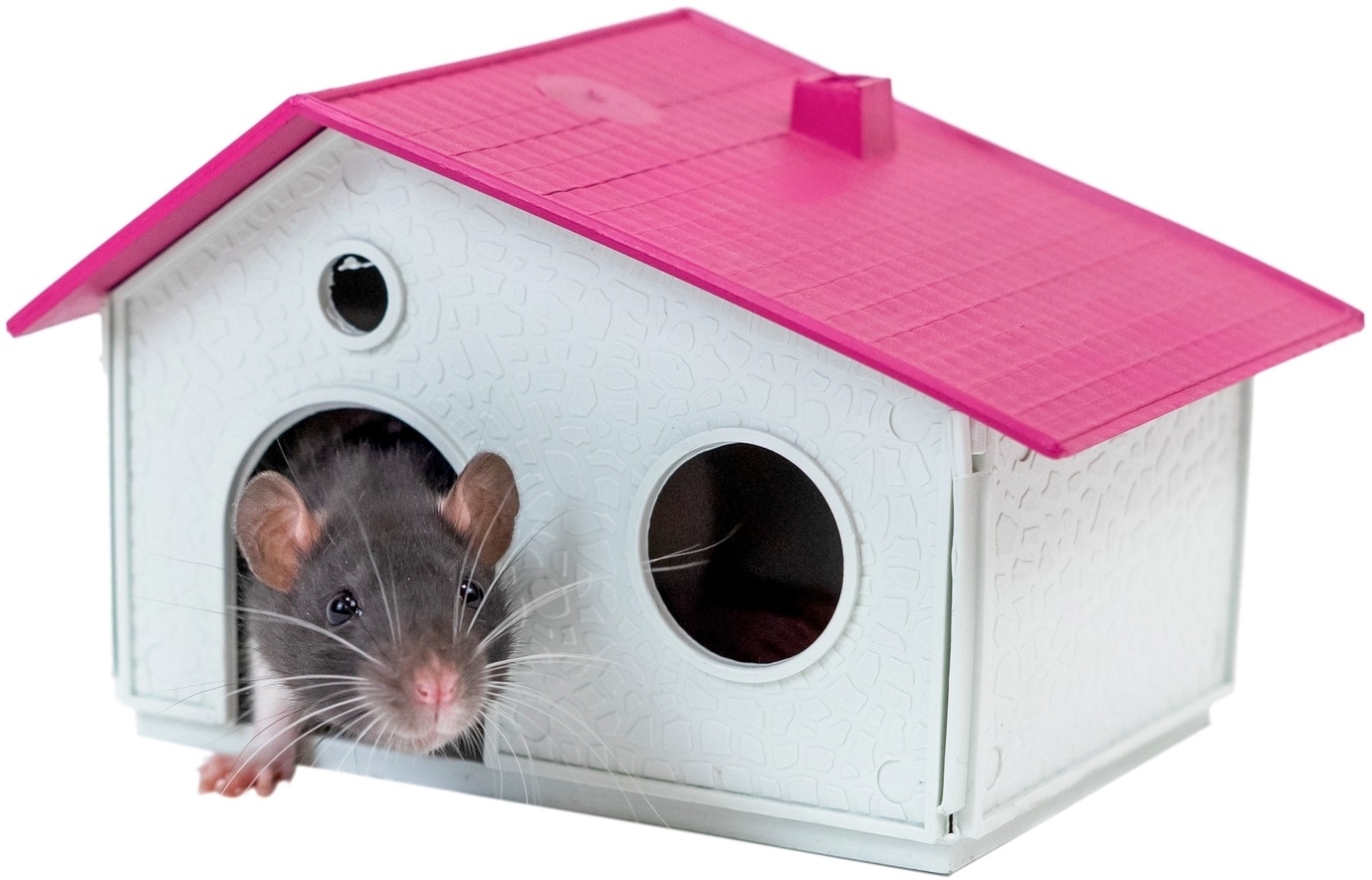 Домик для грызунов сборный (пластик)