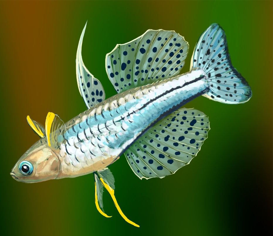 Псевдомугил Гертруды