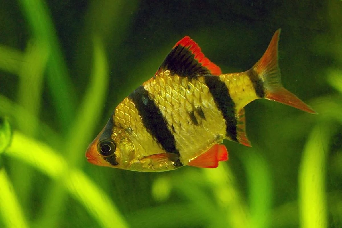 Барбус Суматранский S