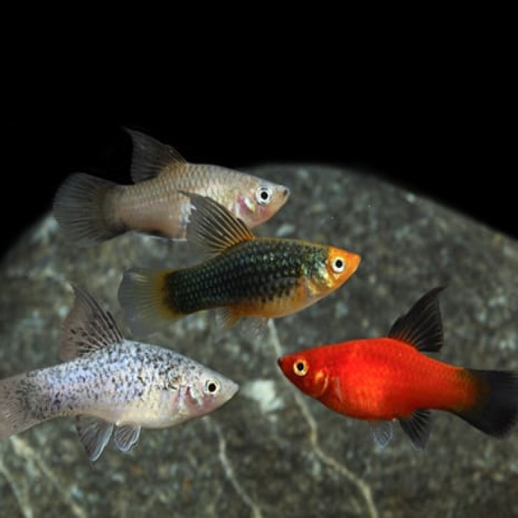 Пецилия Ассорти