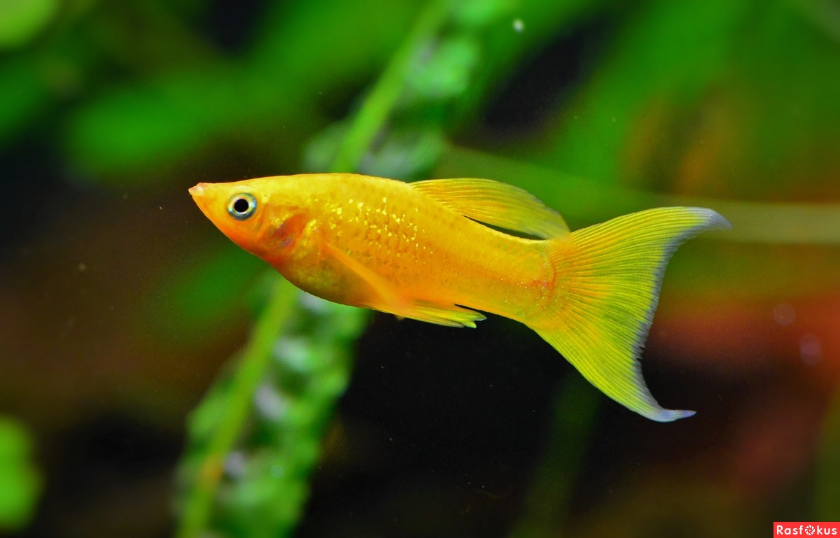 Моллинезия Ассорти