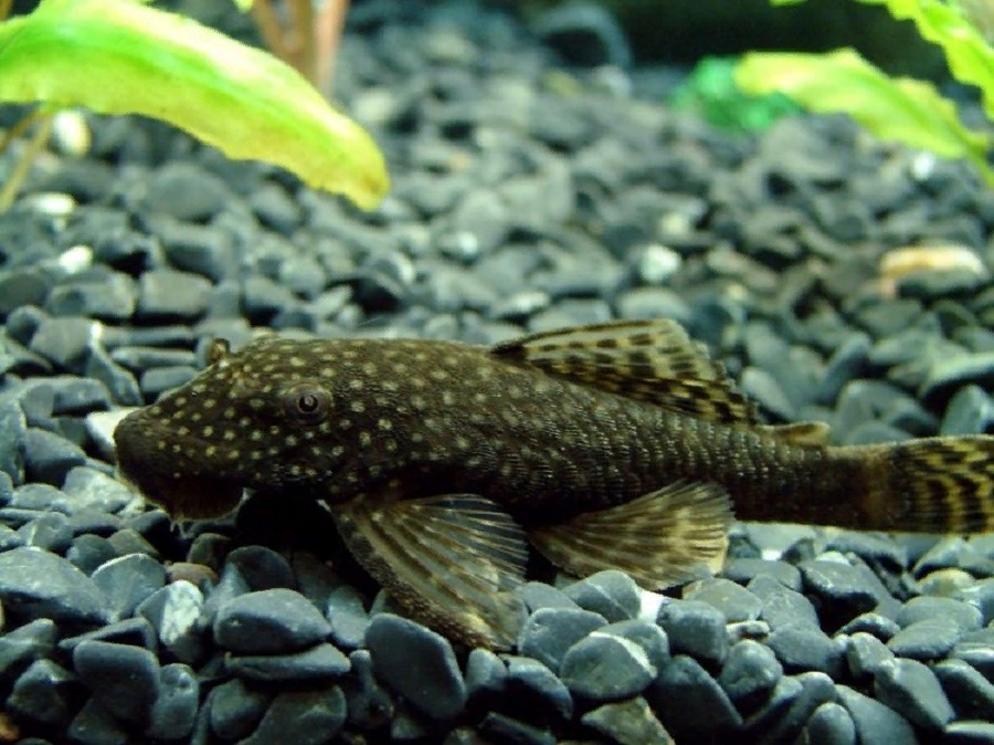 Анциструс Сом, M