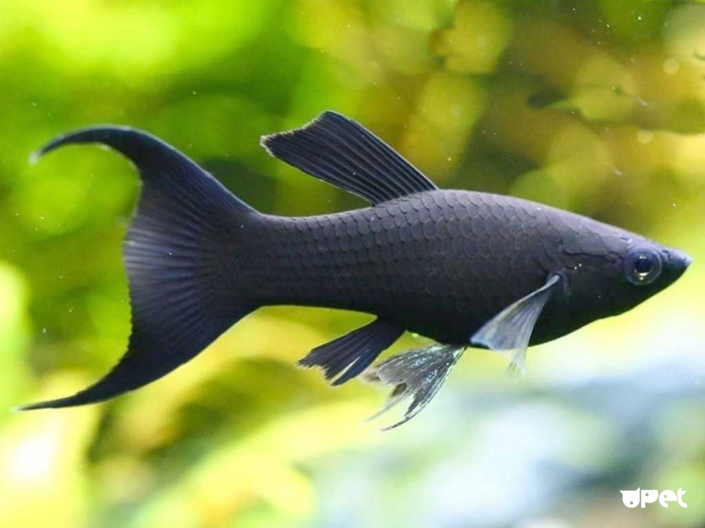 Моллинезия Ассорти