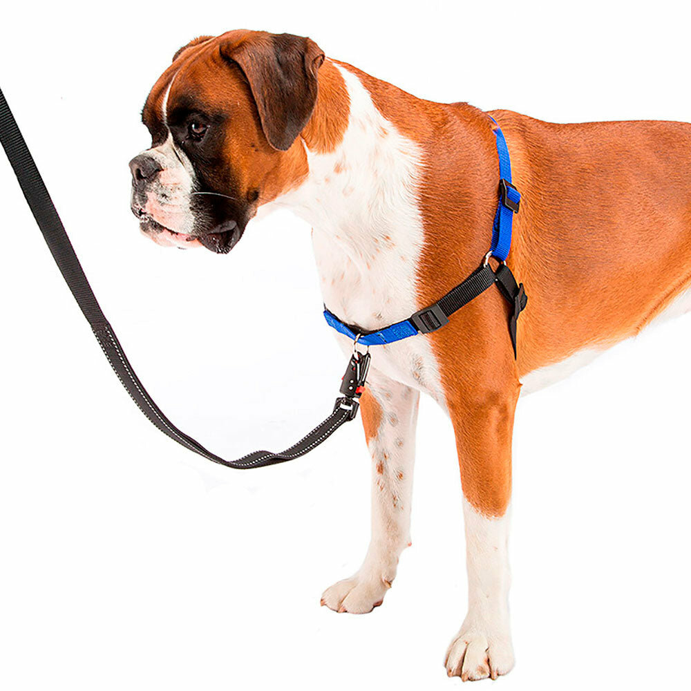 Шлейка COACH P L-XL синяя (с кольцом спереди)