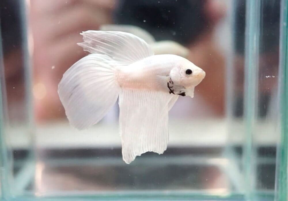 Петушок Вуалехвост (самец) Ассорти