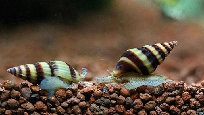 Улитка Хелена