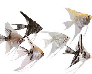 Скалярия mix ML