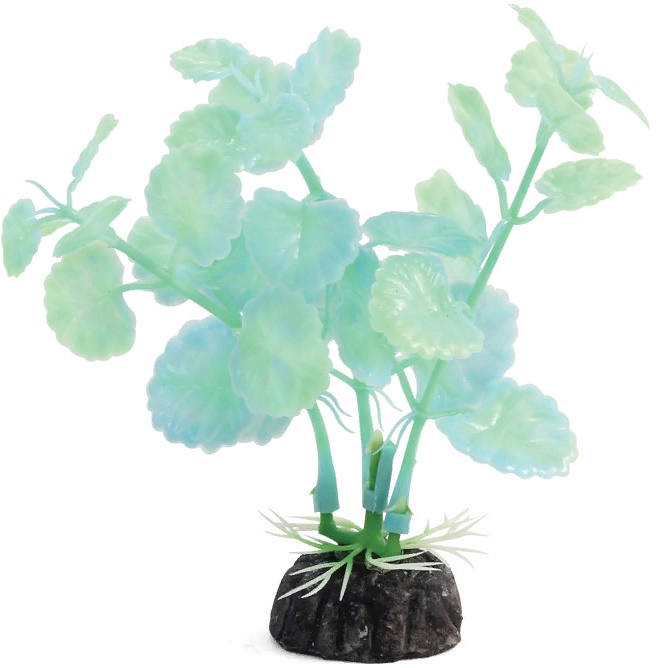 Растение светящееся "Щитолистник" зеленый