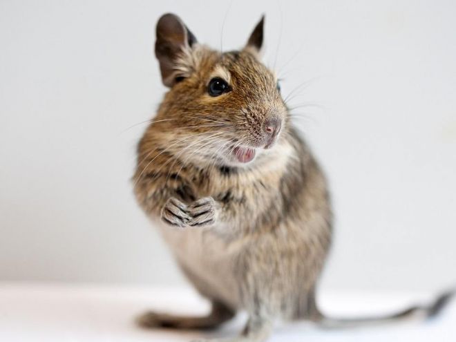 ДЕГУ чилийская белка