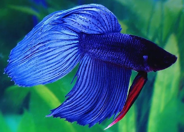 Петушок Вуалехвост (самец) Ассорти