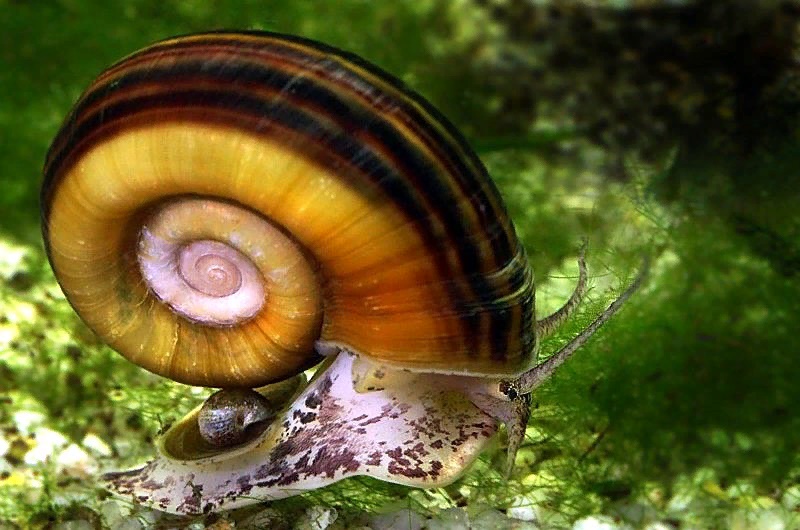 Улитка Мариза