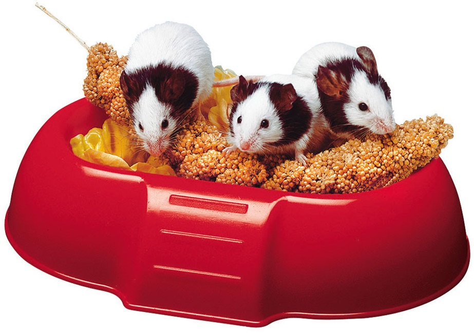 Миска DADA для грызунов 16,5*11,5*3,5см