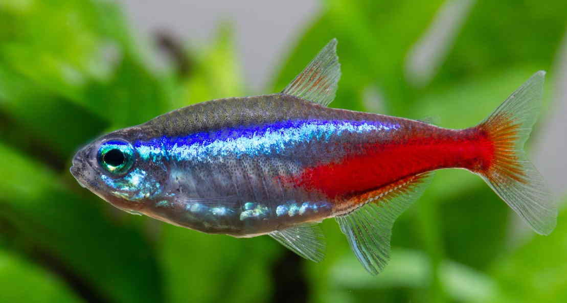 Неон Голубой