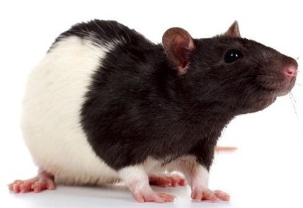 Крыса Декоративная