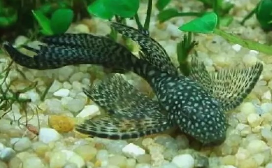 Анциструс Стрекоза Вуалевый