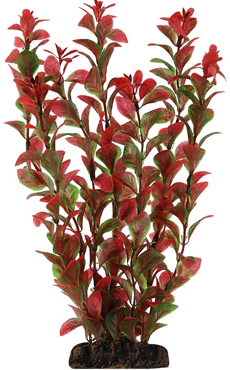 Растение "Людвигия" 100мм, (пакет)