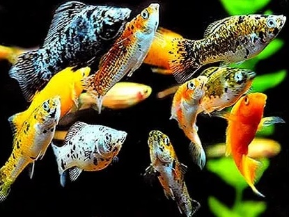 Моллинезия Ассорти