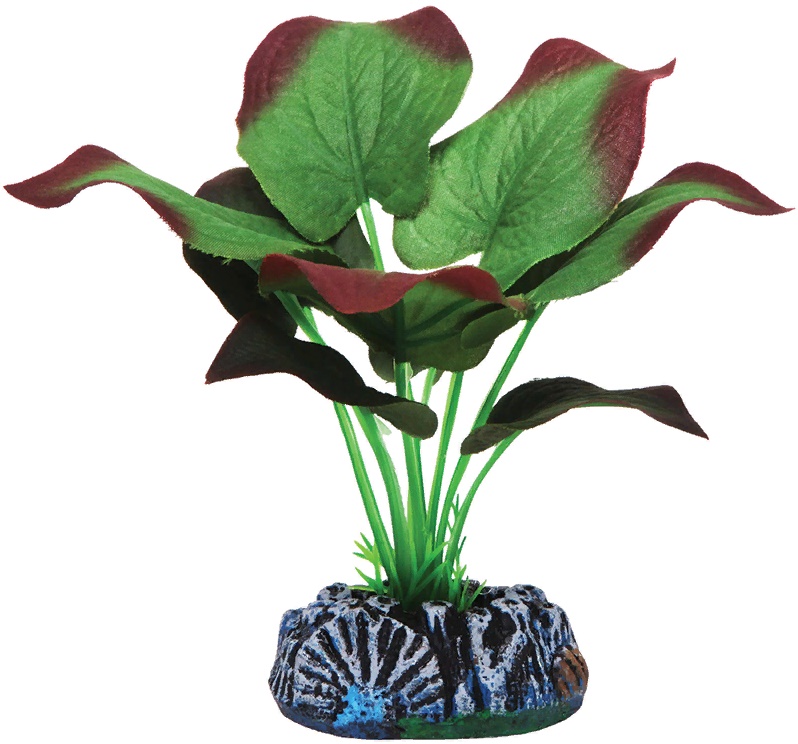 Растение шелковое "Эхинодорус"