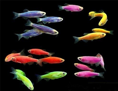 Данио Рерио (GloFish) Ассорти