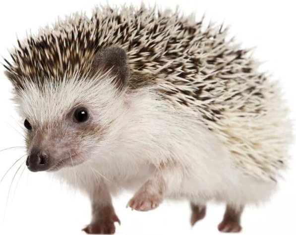 Ёжик Африканский