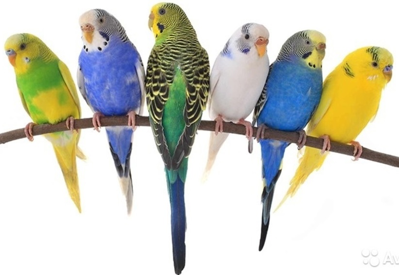 Попугай ВОЛНИСТЫЙ