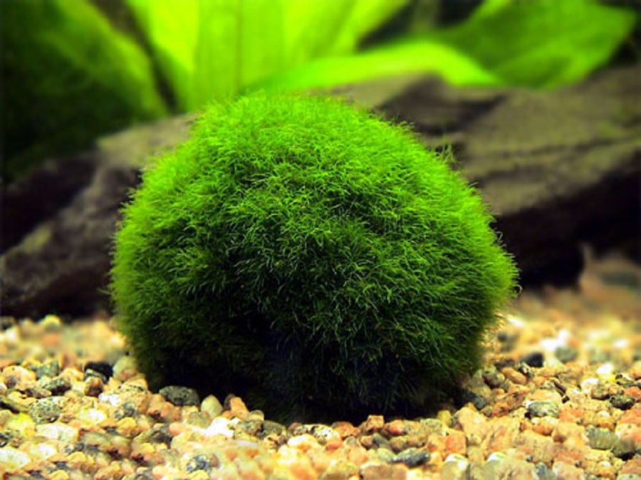 Кладофора S