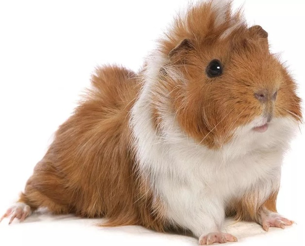 Свинка Морская