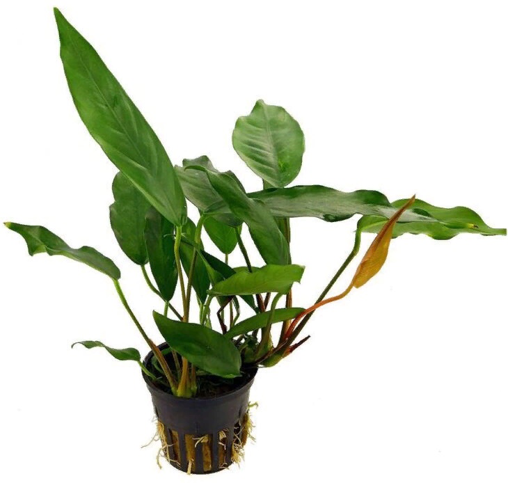 Анубиас Минима 1 куст