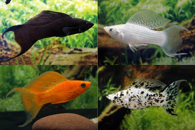 Моллинезия Ассорти