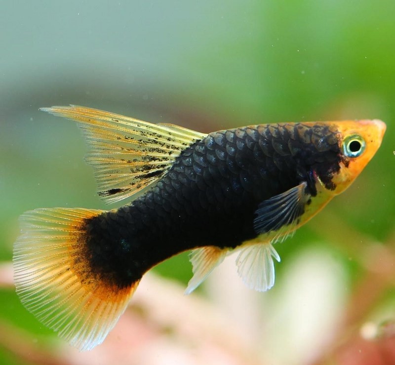 Пецилия Ассорти