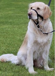 Намордник тренировочный, L-XL, 37см (длина шейного ремня 48-60см)