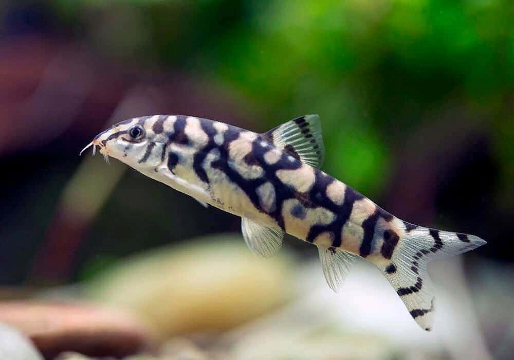 Боция Лохаката