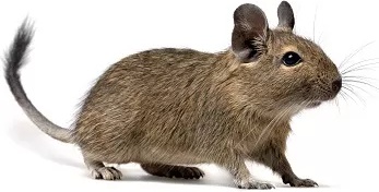 ДЕГУ чилийская белка