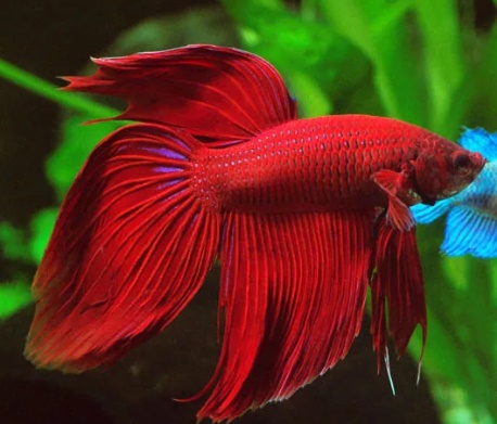 Петушок Вуалехвост (самец) Ассорти