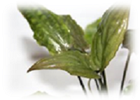 Криптокорина Понтедериеволистная