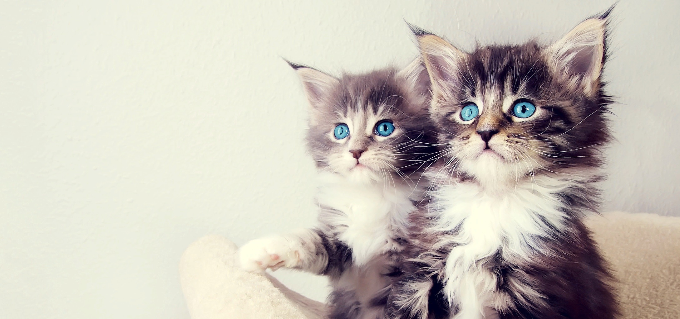 Коврик под миски