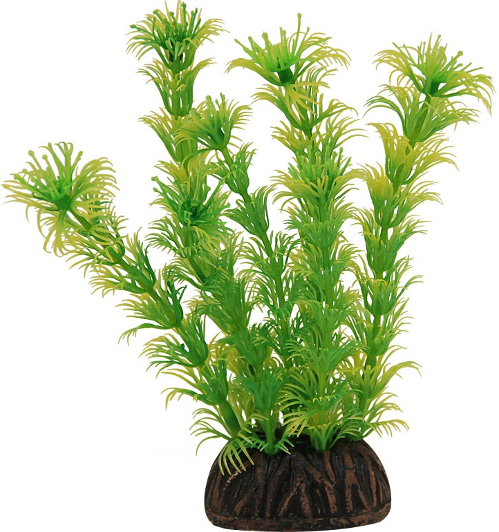 Растение "Амбулия" жёлто-зеленая, 100мм