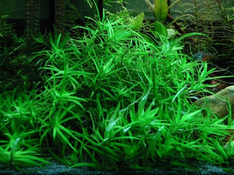 Гетерантера 1 пучок