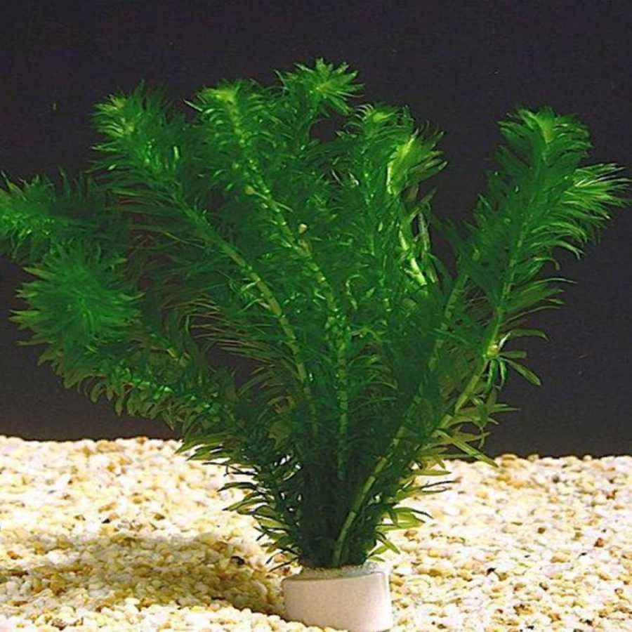 Элодея 1 стебель